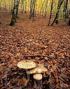 Mushrooms on a bed of dead leaves
