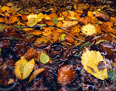 Mélange de feuilles mortes sur les berges d'un ruisseau