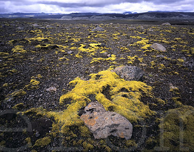 Icelandic terrain, Mörtungusker